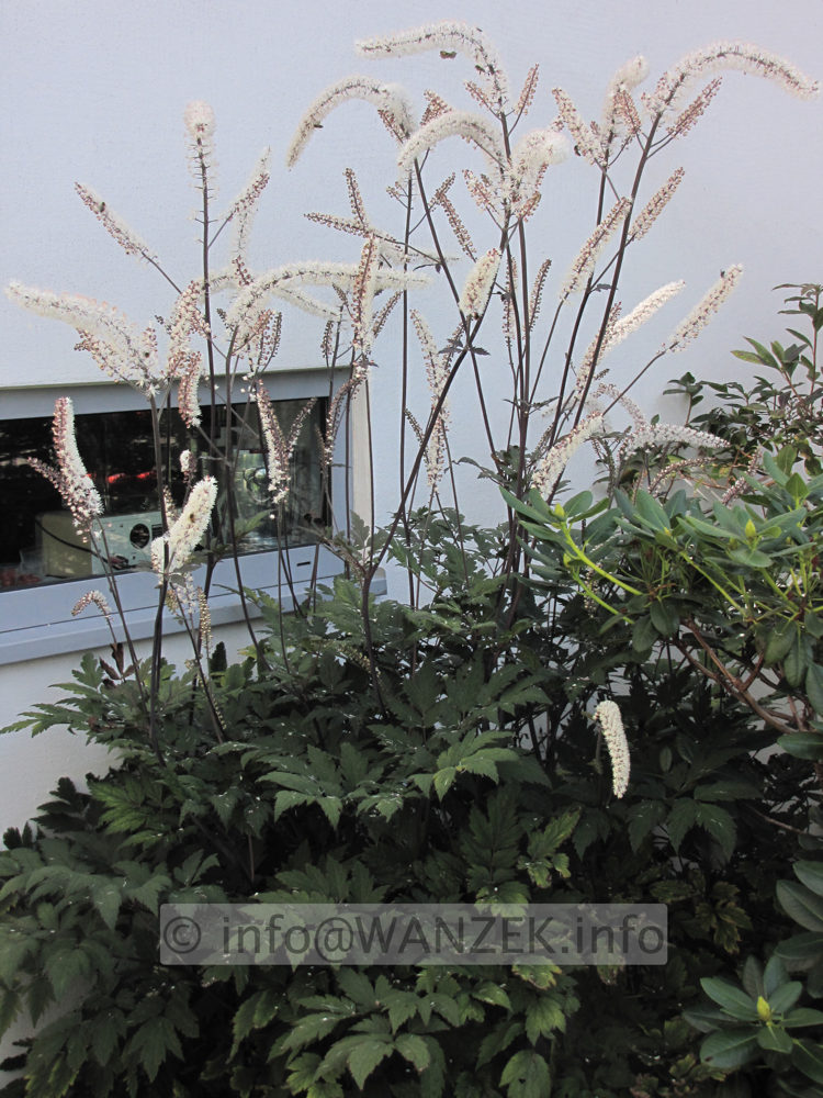 Actaea ramosa Atropurpurea - Solitaer.JPG